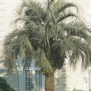 Pindo Palm - Image 4