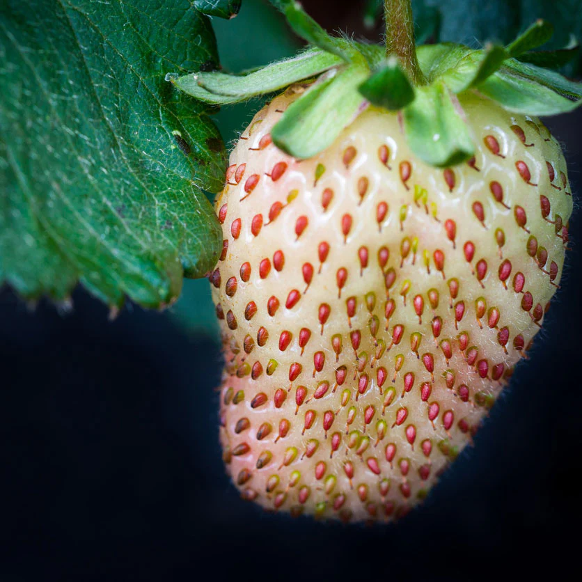 Pineberry Strawberry Plant - Image 3