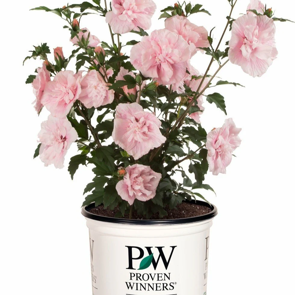Pink Chiffon Rose of Sharon - Image 3