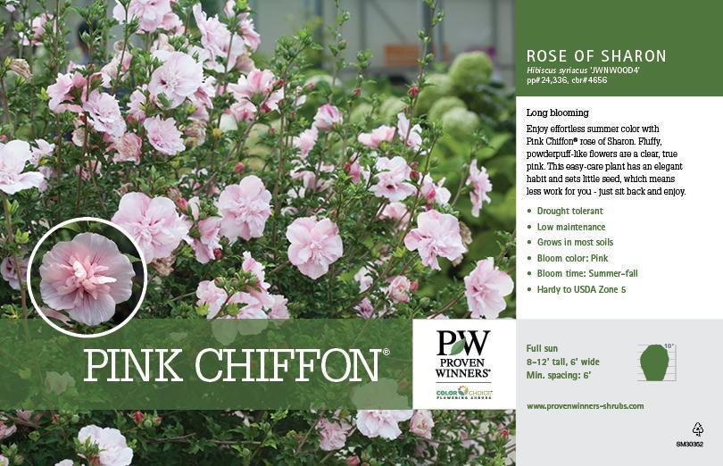Pink Chiffon Rose of Sharon - Image 4