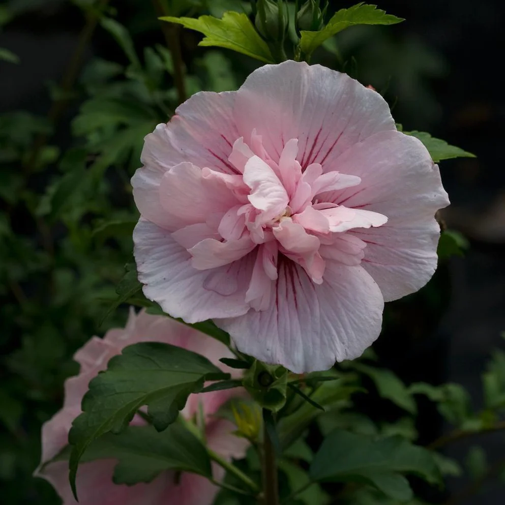 Pink Chiffon Rose of Sharon - Image 5