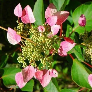 Pink Climbing Hydrangea Vine