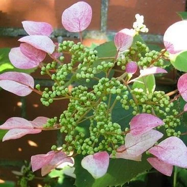 Pink Climbing Hydrangea Vine - Image 2