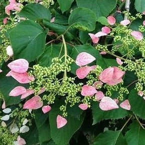 Pink Climbing Hydrangea Vine - Image 3