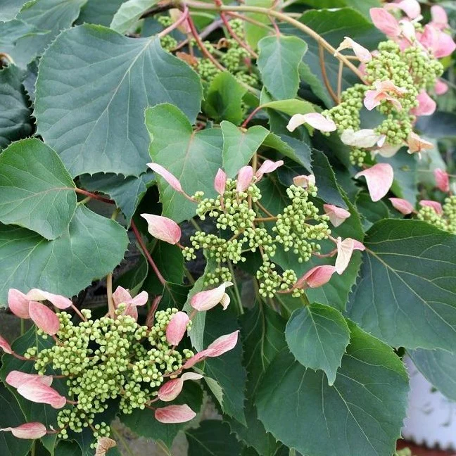 Pink Climbing Hydrangea Vine - Image 4