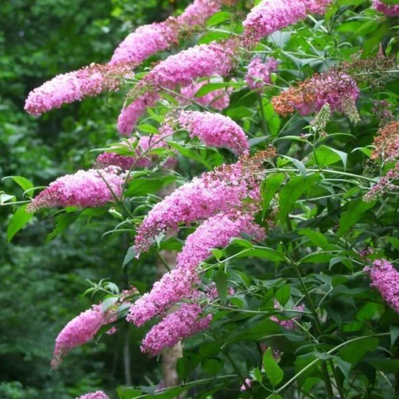 Pink Delight Butterfly Bush - Image 4