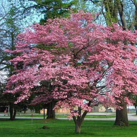 Pink Dogwood Tree - Image 3