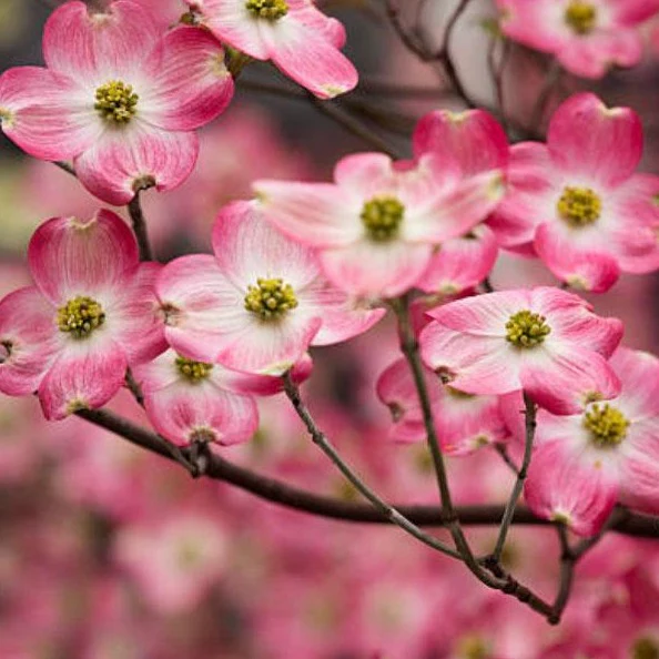 Pink Dogwood Tree - Image 4