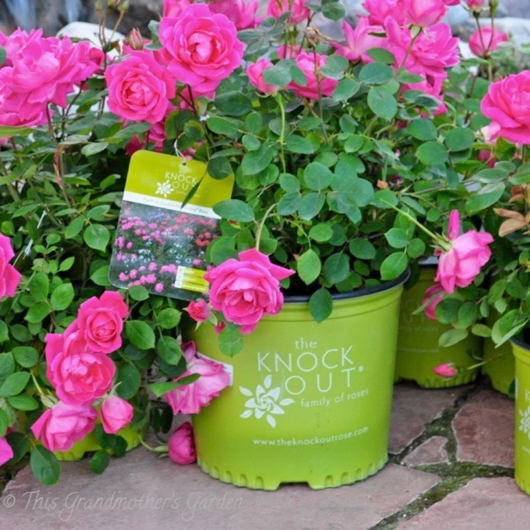 Pink Double Knock Out® Rose - Image 3