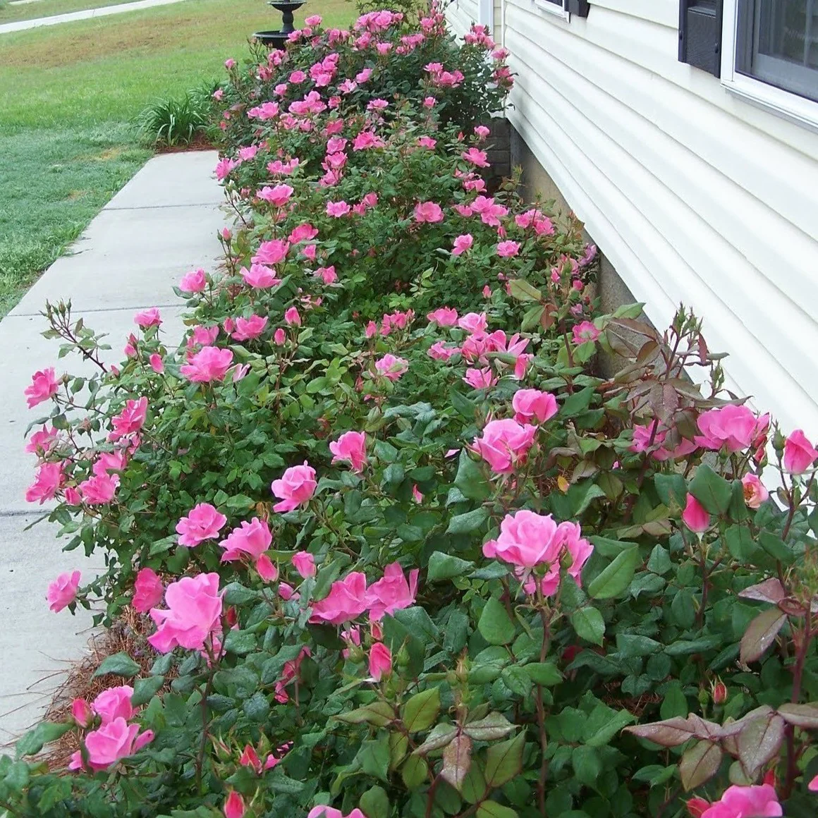 Pink Double Knock Out® Rose - Image 4
