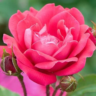 Pink Double Knock Out® Rose Tree - Image 3