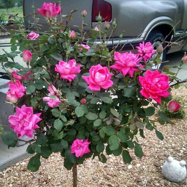 Pink Double Knock Out® Rose Tree - Image 4