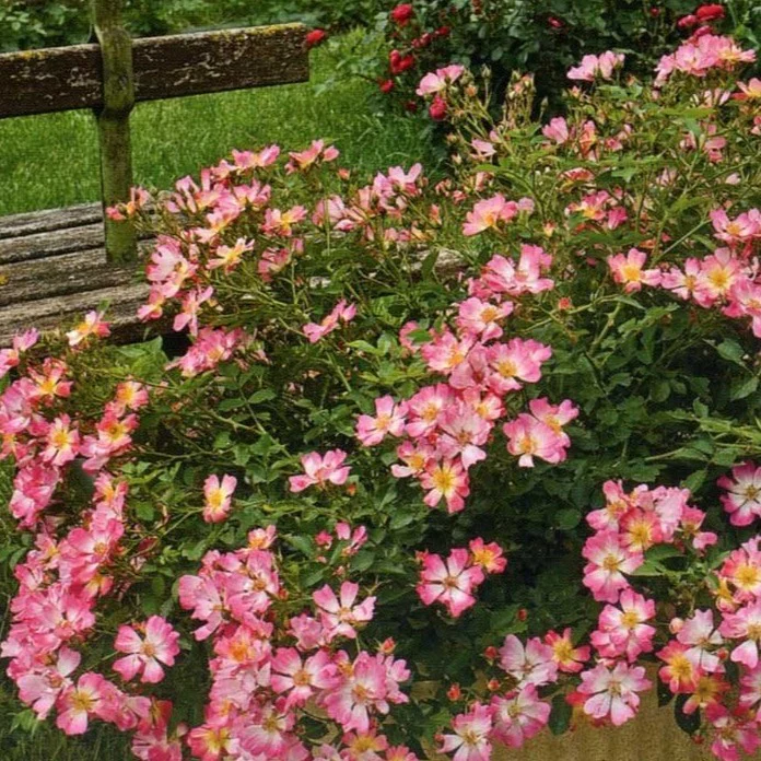 Pink Drift® Rose