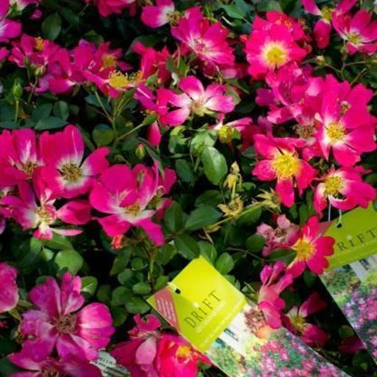 Pink Drift® Rose - Image 2