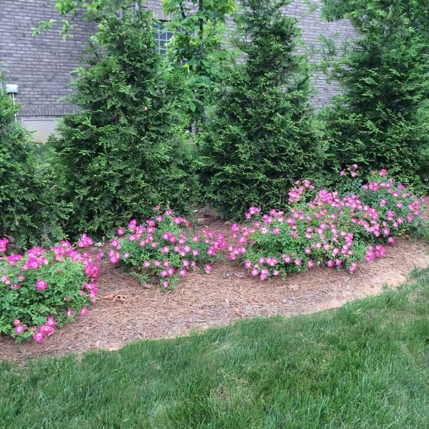 Pink Drift® Rose - Image 3