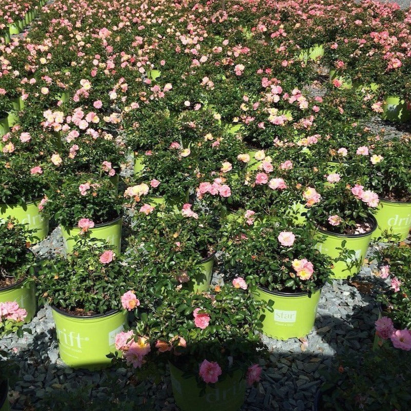 Pink Drift® Rose - Image 4
