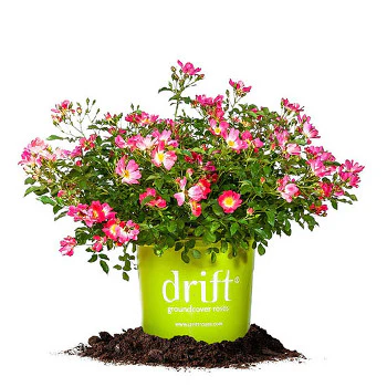 Pink Drift® Rose - Image 6