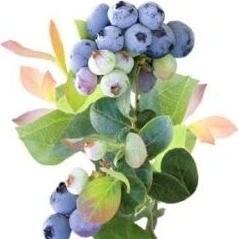 Pink Icing Blueberry - Image 2