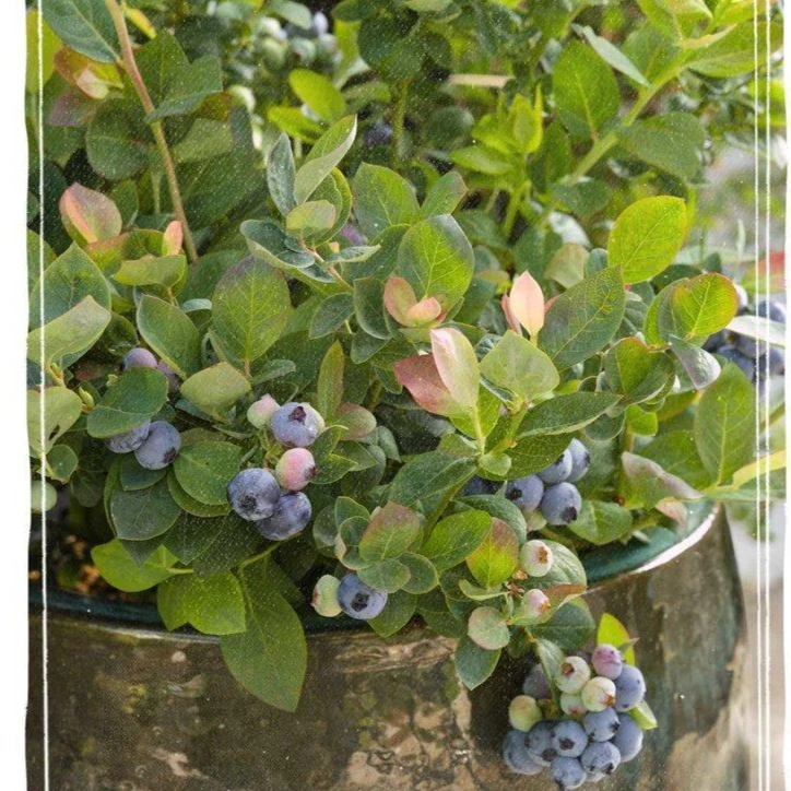 Pink Icing Blueberry - Image 5