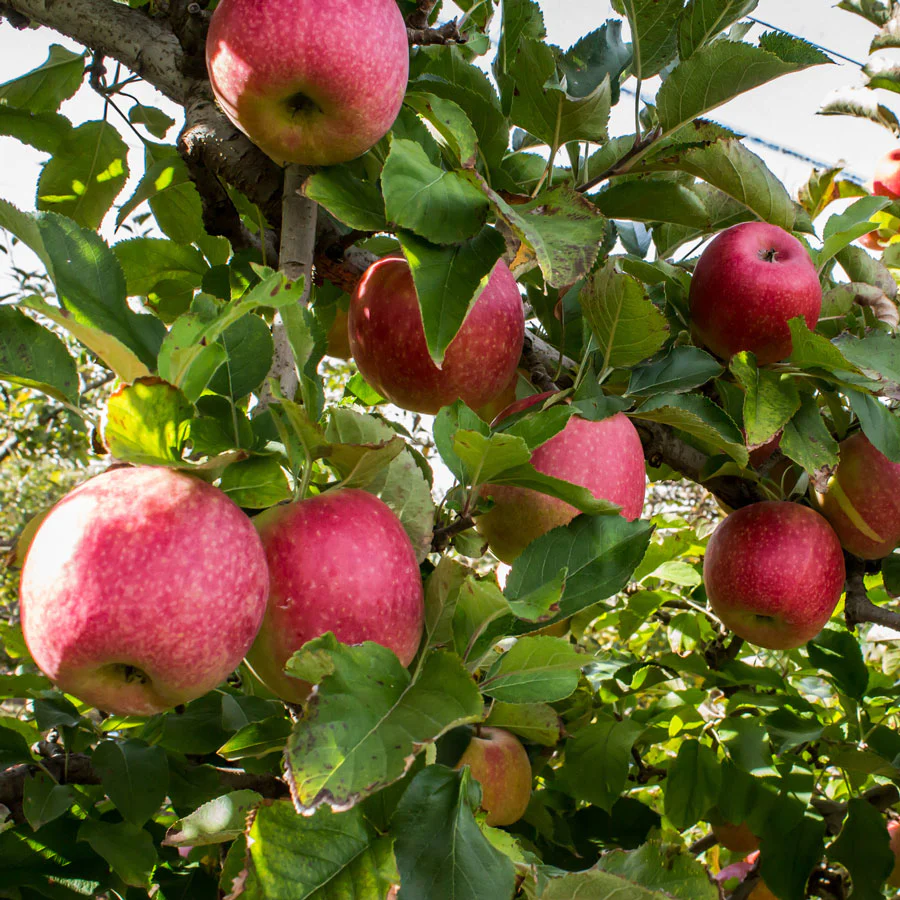 Pink Lady® Apple Tree - Image 3
