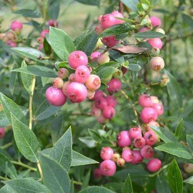 Pink Lemonade Blueberry Bush - Image 3