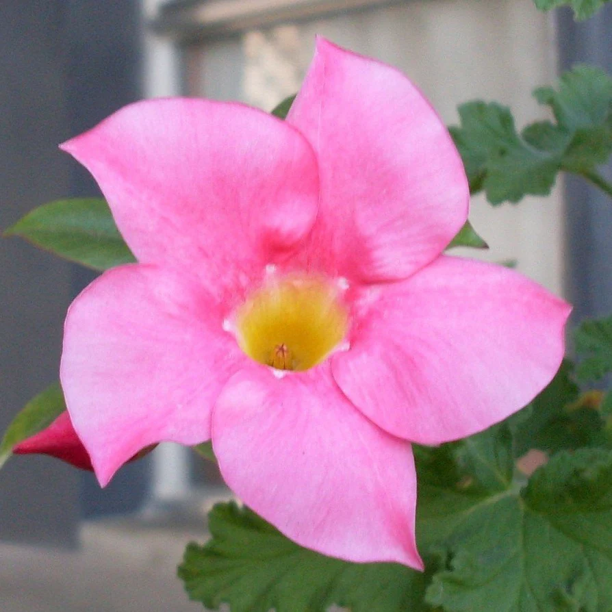 Pink Mandevilla Vine - Image 3