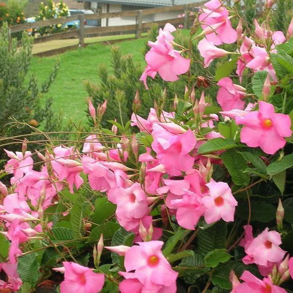 Pink Mandevilla Vine - Image 4