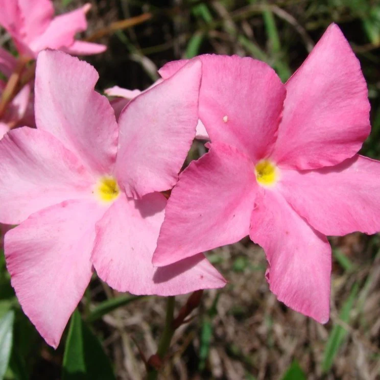 Pink Mandevilla Vine - Image 5