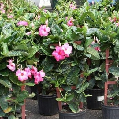 Pink Mandevilla Vine - Image 6