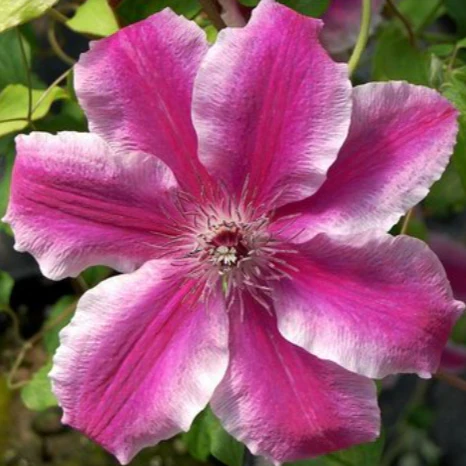 Pink Mink Clematis - Image 3