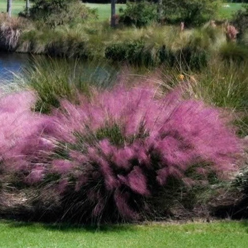 Pink Muhly Grass - Image 2