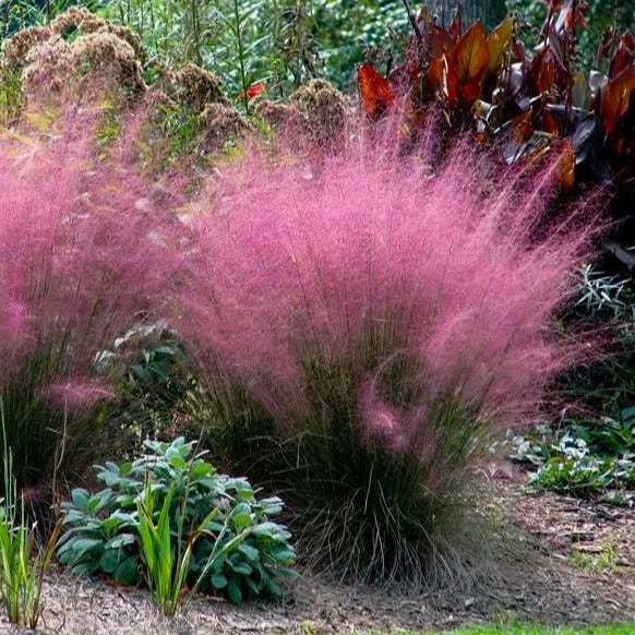 Pink Muhly Grass - Image 3