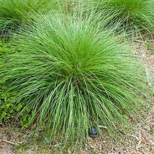 Pink Muhly Grass - Image 4