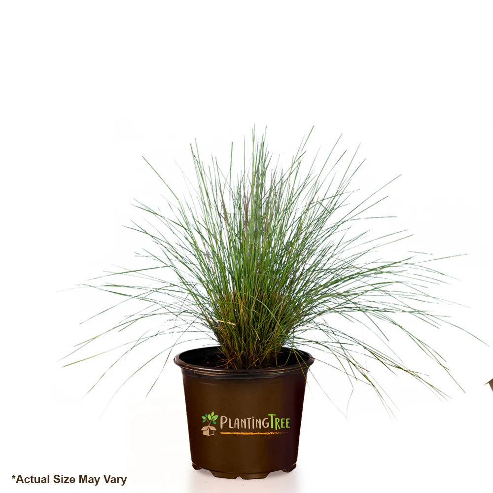 Pink Muhly Grass - Image 5
