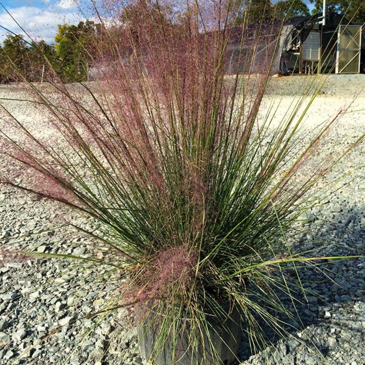 Pink Muhly Grass - Image 6