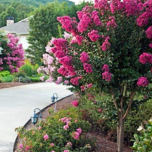 Pink Velour Crape Myrtle - Image 3