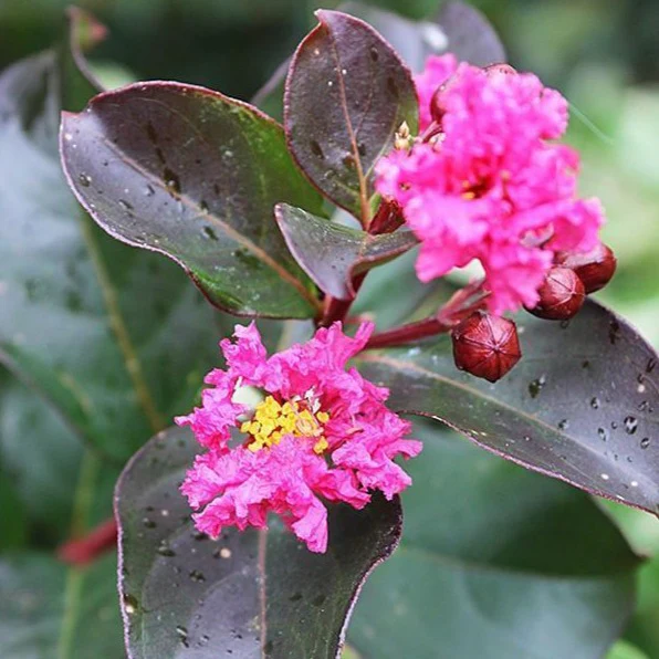Pink Velour Crape Myrtle - Image 4