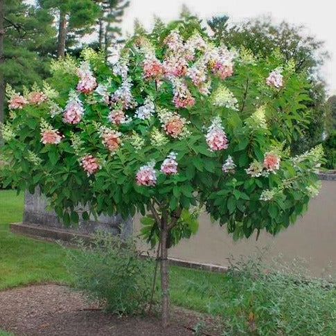Pinky Winky® Hydrangea Tree - Image 3
