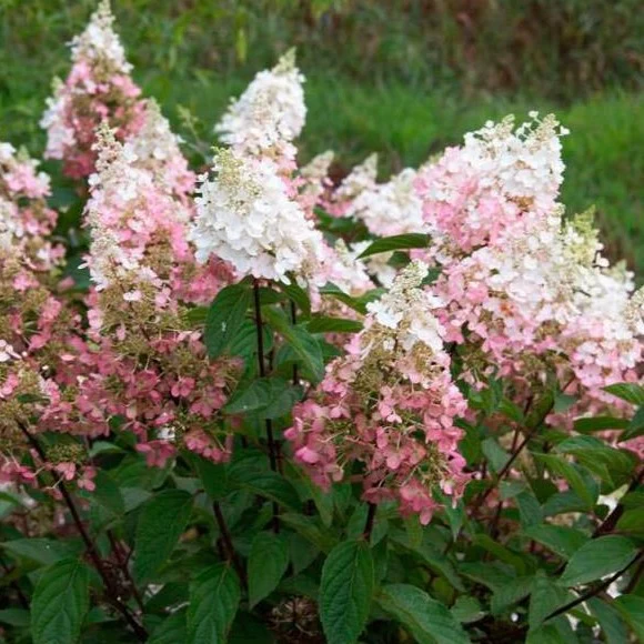 Pinky Winky® Hydrangea Tree - Image 4