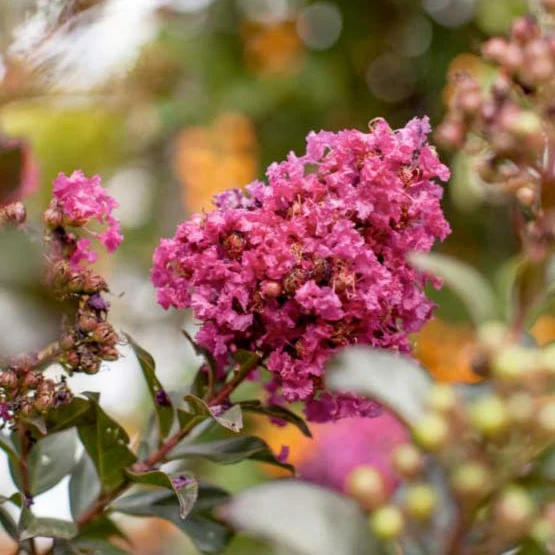 First Editions® Plum Magic Crapemyrtle - Image 3