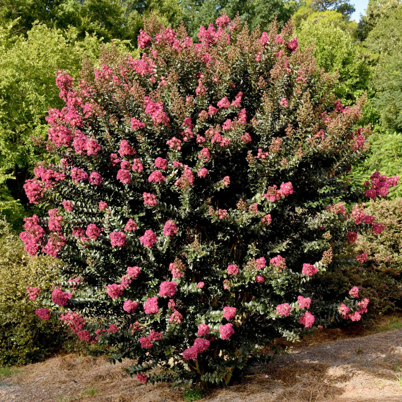 First Editions® Plum Magic Crapemyrtle - Image 4