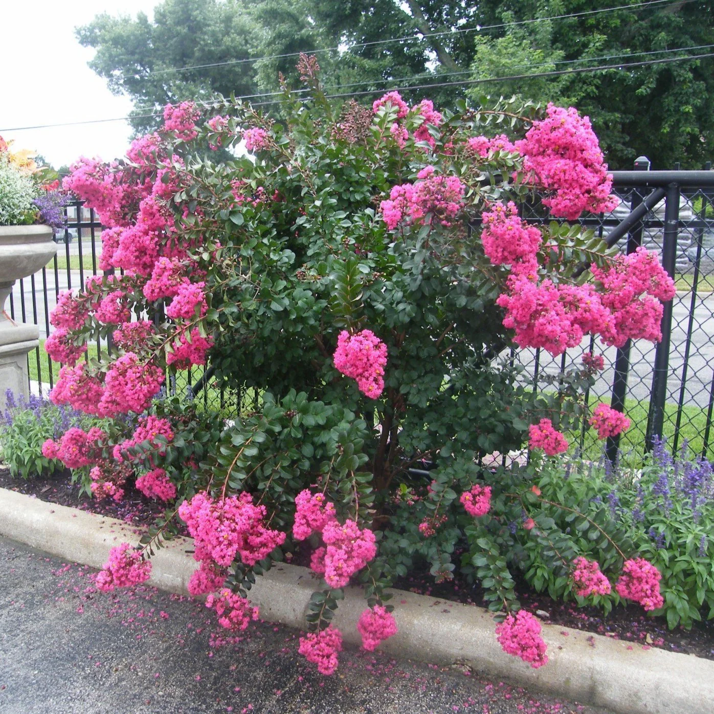 First Editions® Plum Magic Crapemyrtle - Image 5