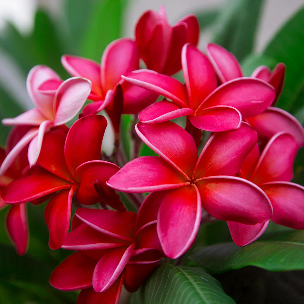 Plumeria Tree - Image 2