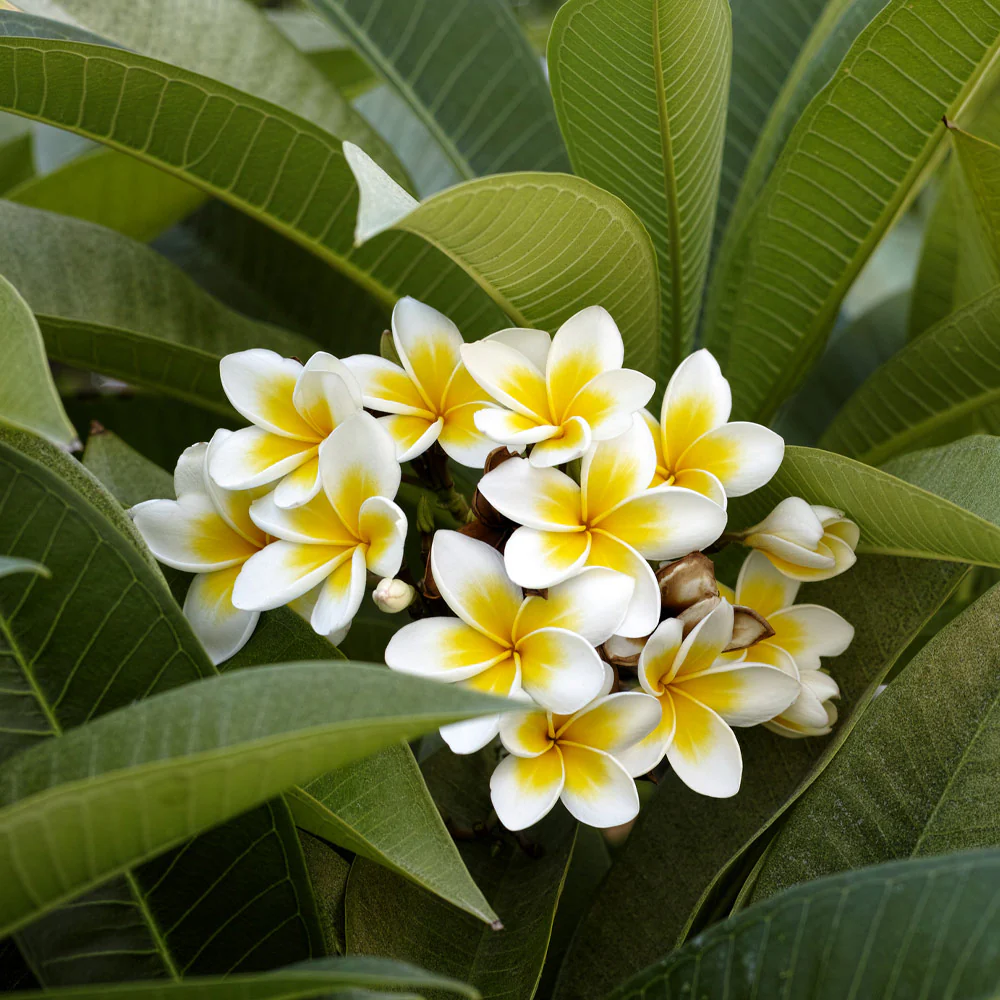 Plumeria Tree - Image 3