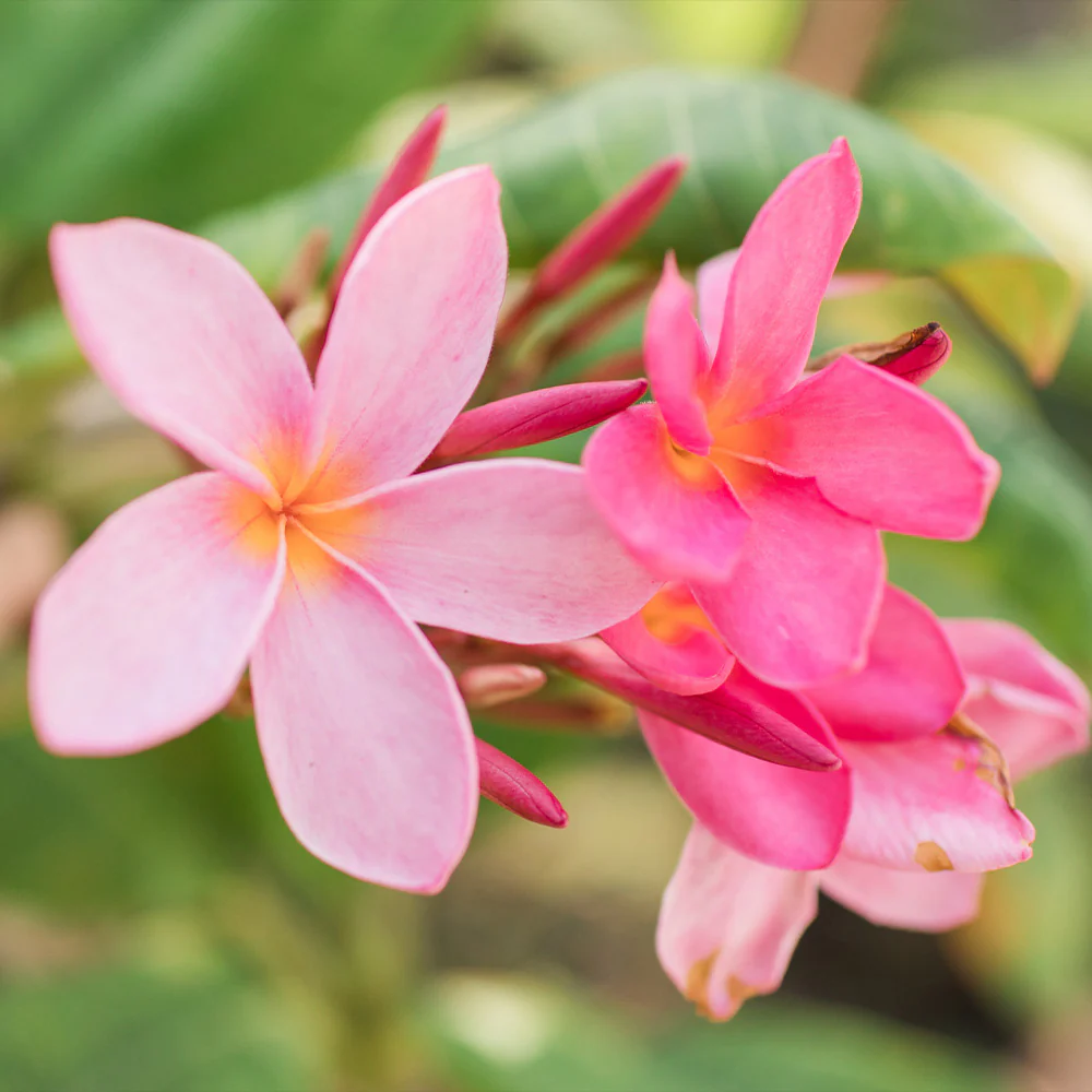 Plumeria Tree - Image 4