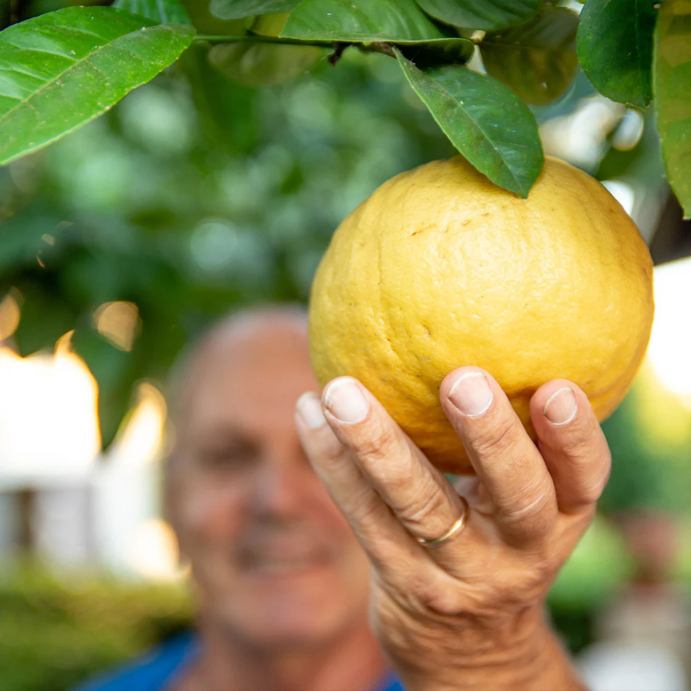 Ponderosa Lemon - Image 2