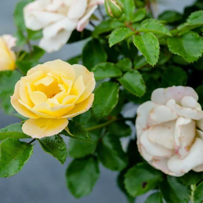 Popcorn Drift® Rose - Image 3