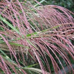 Porcupine Miscanthus Maiden Grass - Image 3