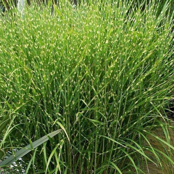 Porcupine Miscanthus Maiden Grass - Image 4