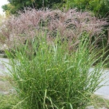 Porcupine Miscanthus Maiden Grass - Image 5